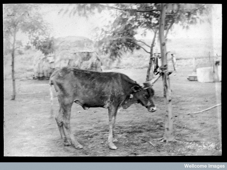 Cow_nagana