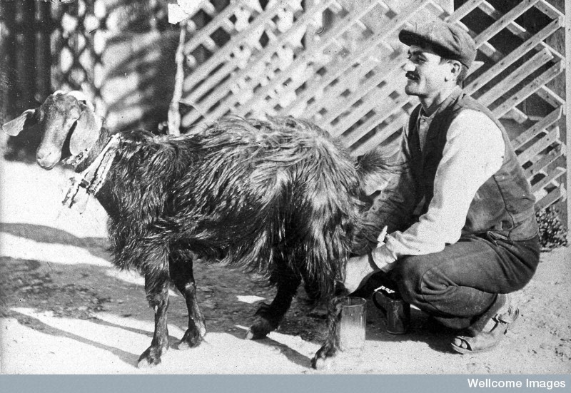 Goat_Herd_Milking-Malta