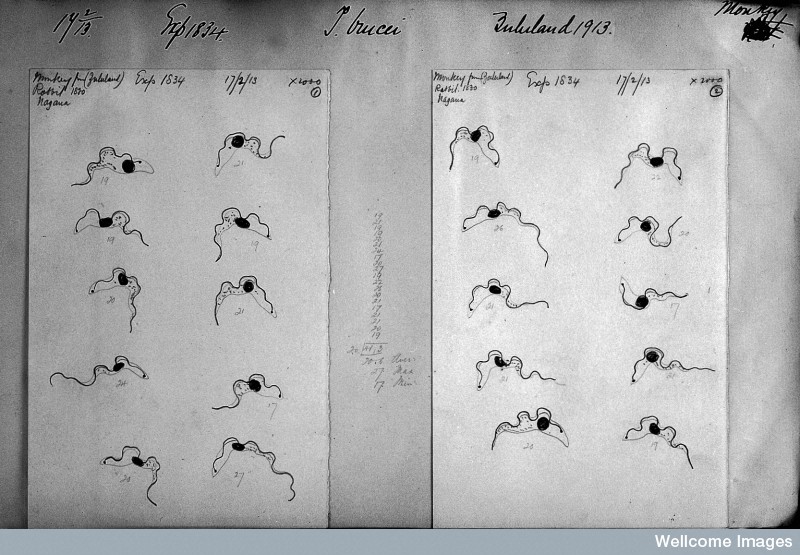 Trypanosoma_Brucei